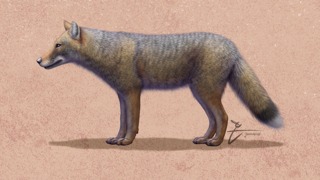 un zorro, identificado por primera vez como 'Dusicyon avus', una especie extinta 